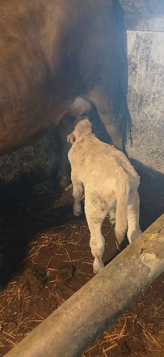 Vacă cu Vițel de Vânzare