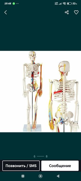 Odam skeleti. Скелет человека муляж. 85 см