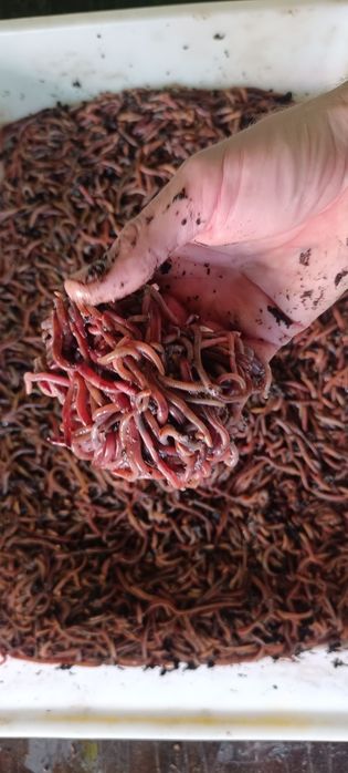 Черви Дендрабена