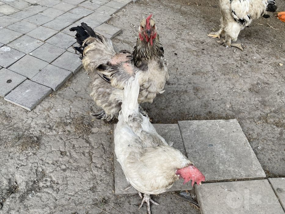 Tovuq va jojalar sotiladi