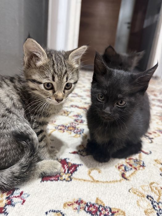 Отдам котят ! В добрые руки ! Домашние