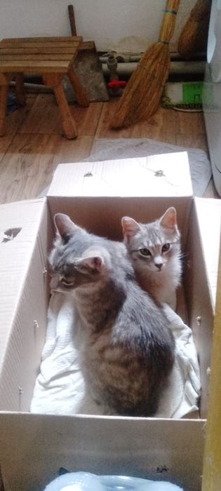 отдам котят в добрые руки