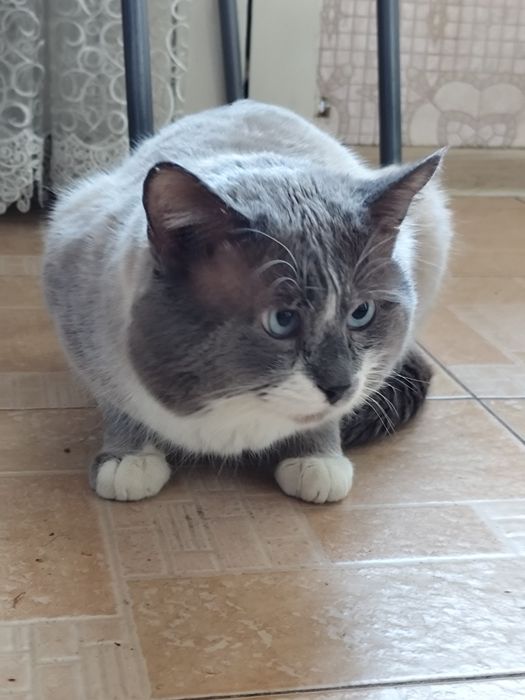 Отдам кота в добрые руки