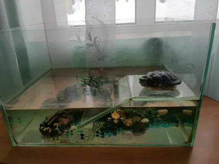 Красноухая черепашка