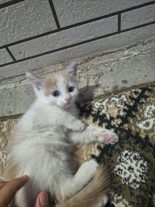 Uy mushuklari beriladi