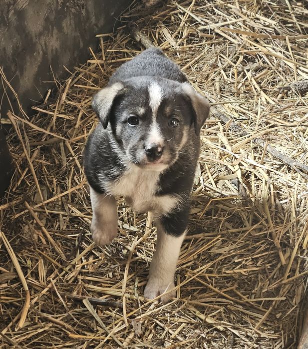 Adopție catei talie mica-medie