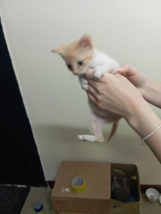 котик в добрые руки