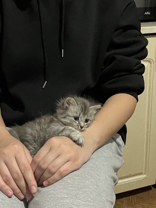 Отдам беспатно двух девочек