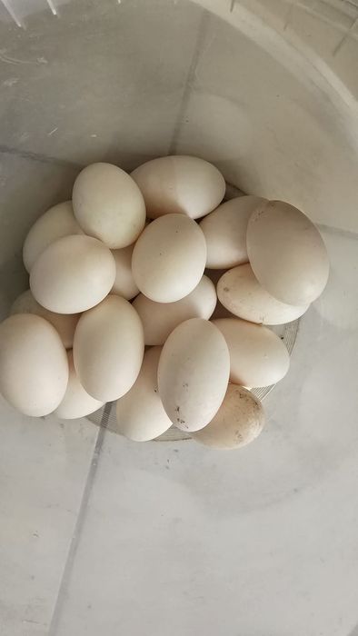 Ouă de rațe indiene