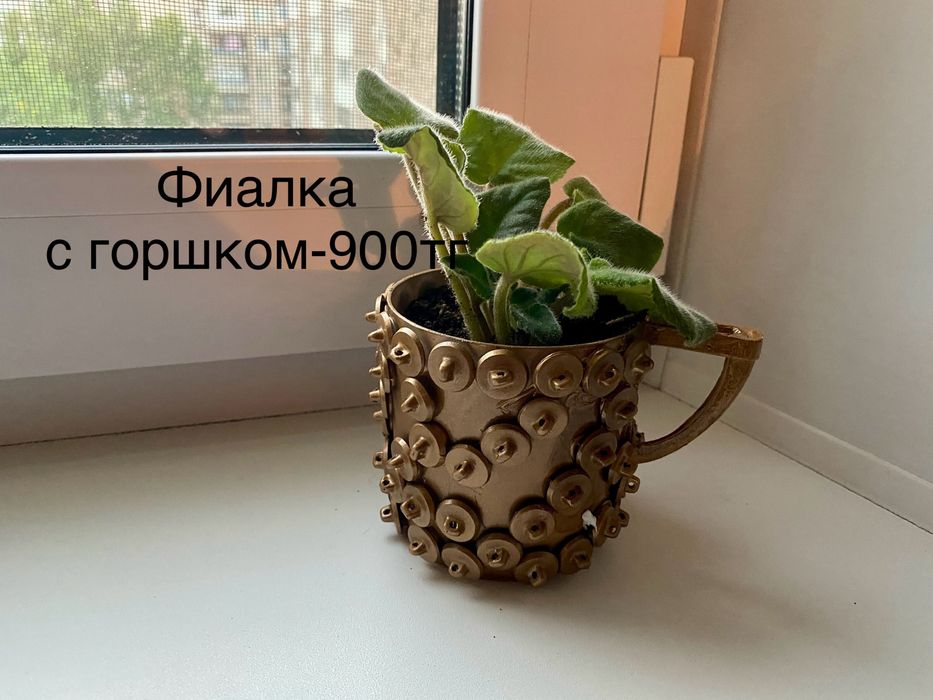 Комнатные цветы(растения)