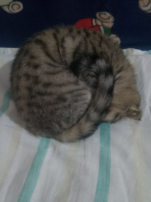 Scottish Fold mushukcha jinsi erkak  yoshi birga toʻlmagan