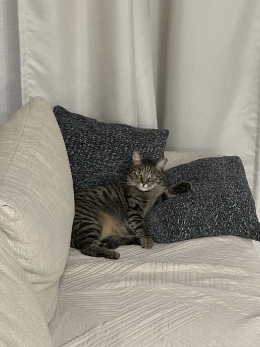 Кот домашний Симба 5 лет