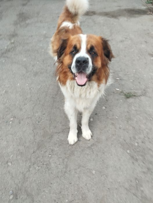 Московский сторожевой кабель на вязку