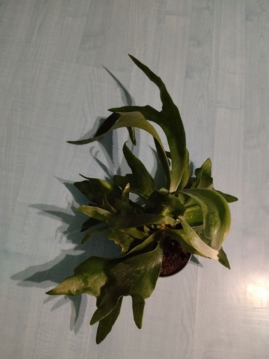 Платицериум/Platycerium/Еленови  рога