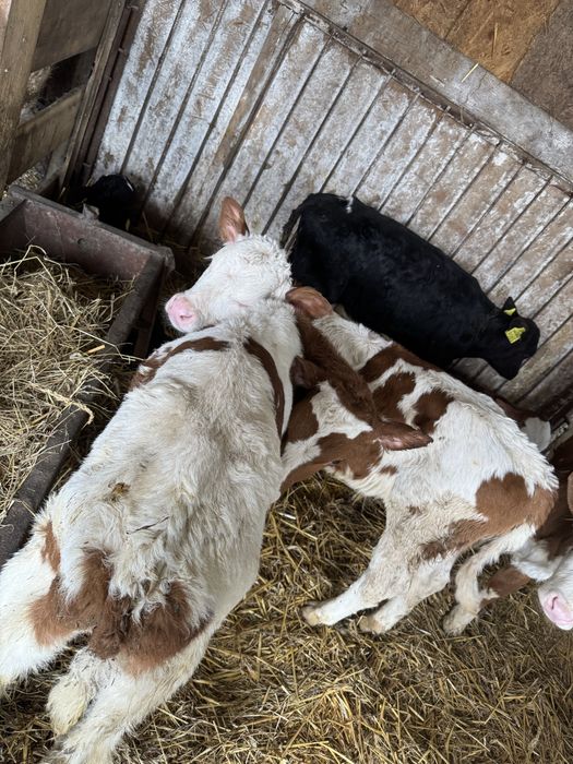 De vanzare taurasi si vitele