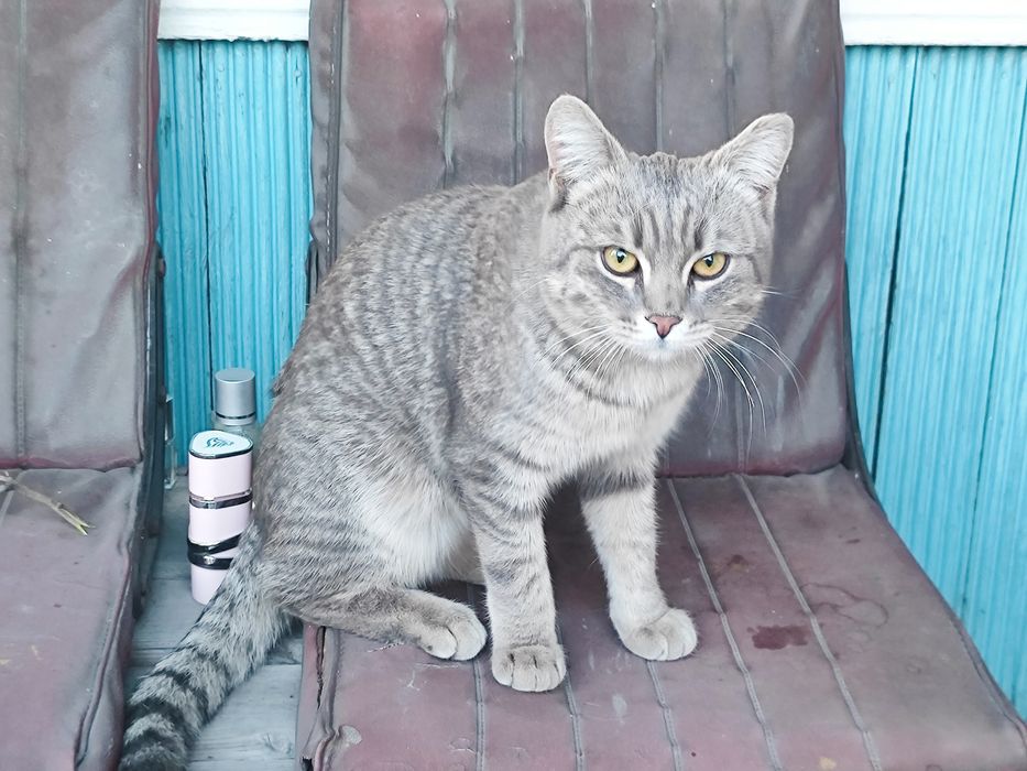 Срочно дом котику!!!