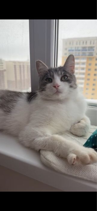 Астана. Котик Мурзик. Кастрирован