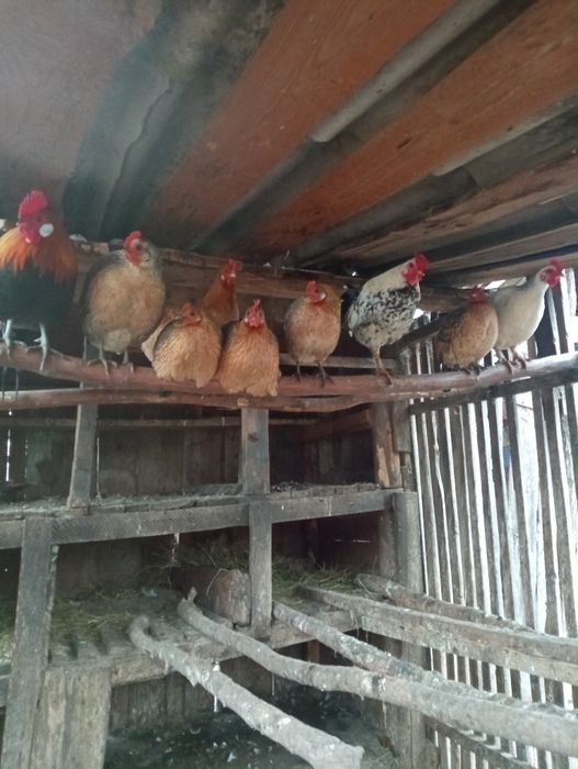 vind găini liliputi