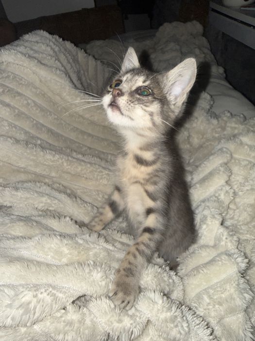 Малко бебе коте.