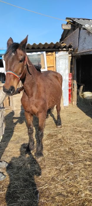 vând iapă de 18 ani cu acte  cu manz langa ea de 8 luni  garantata