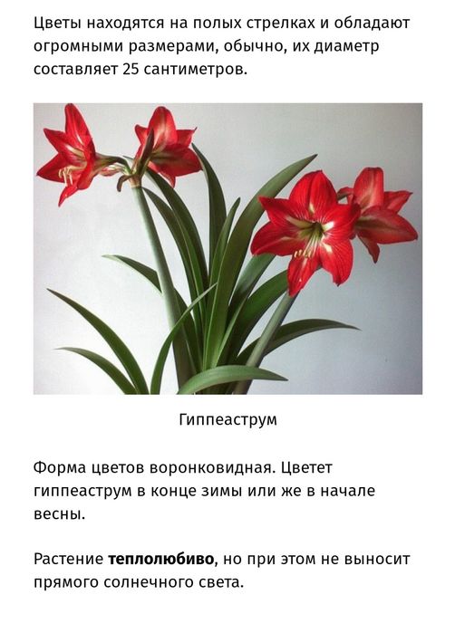 комнатные цветы каллы и гиппеастриус