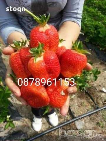 Целогодишен разсад малини И ягоди