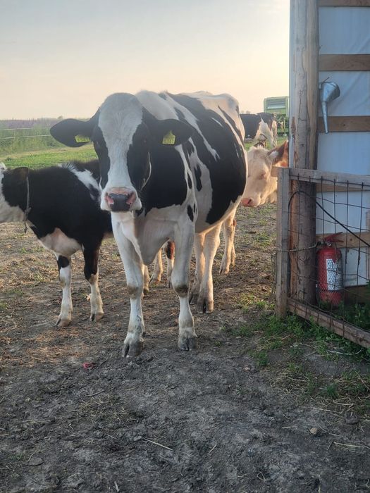 Vacii junici vitei Hollstain