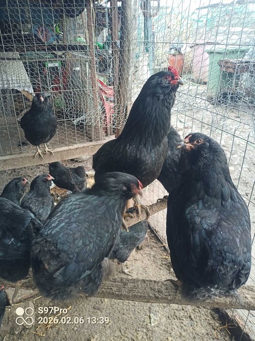 Pui gaini Araucana si oua pentru incubat