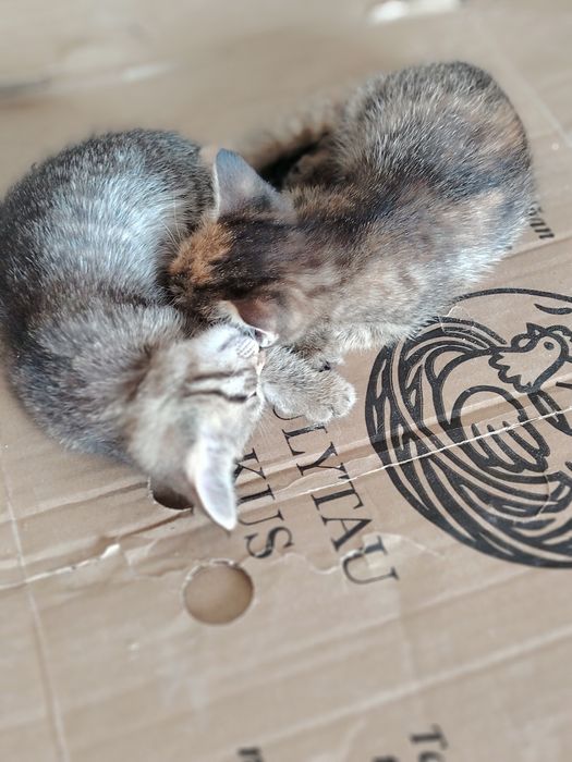 Котята в добрые руки