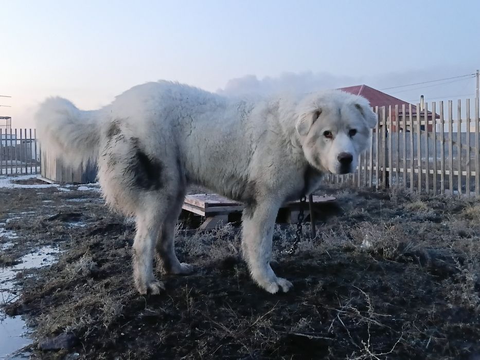 Кой тобет 11 айлык.