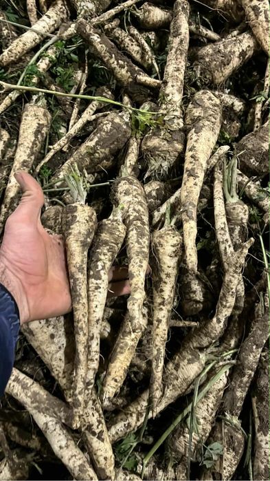 Vand patrunjel radacina