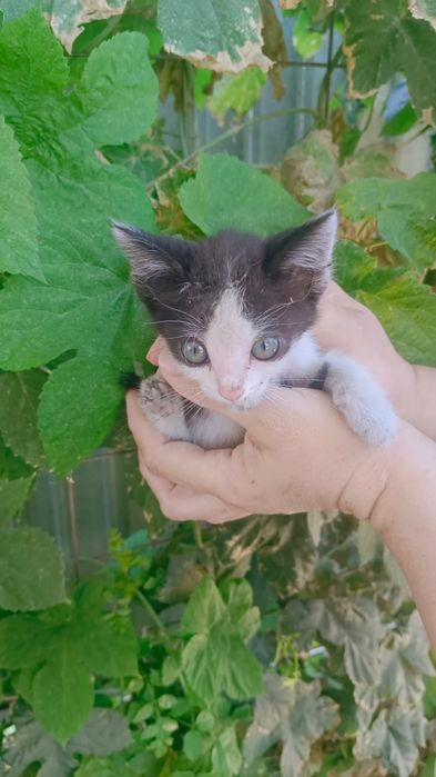 Бесплатно отдам котенка