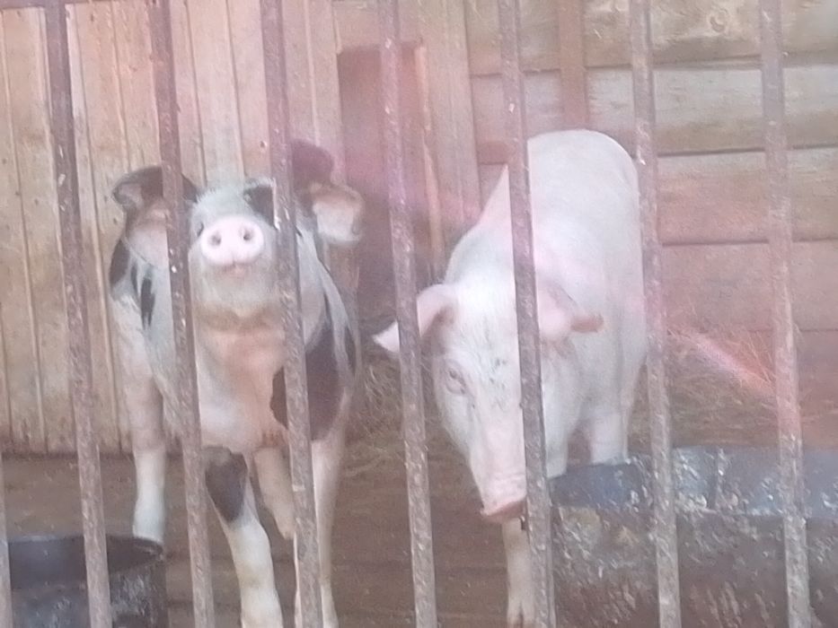 Продам продам поросят