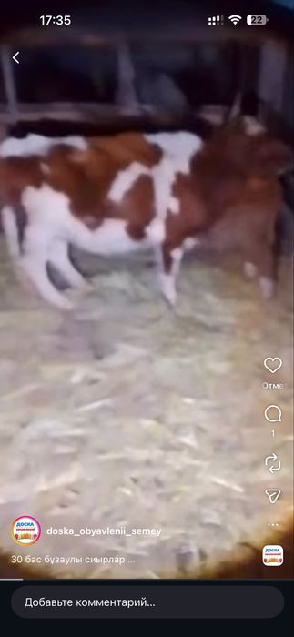 Оптом сиырлар сатылады