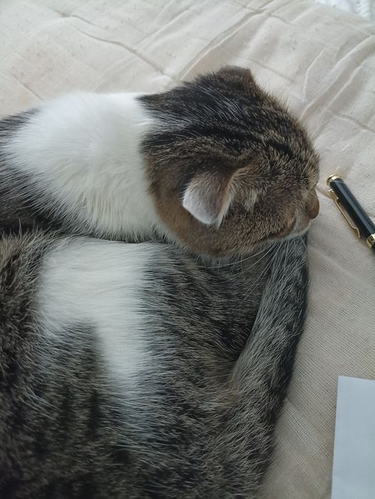 Мальчик Котёнок ищет дом