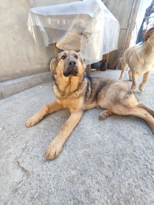 Собака в добрые руки