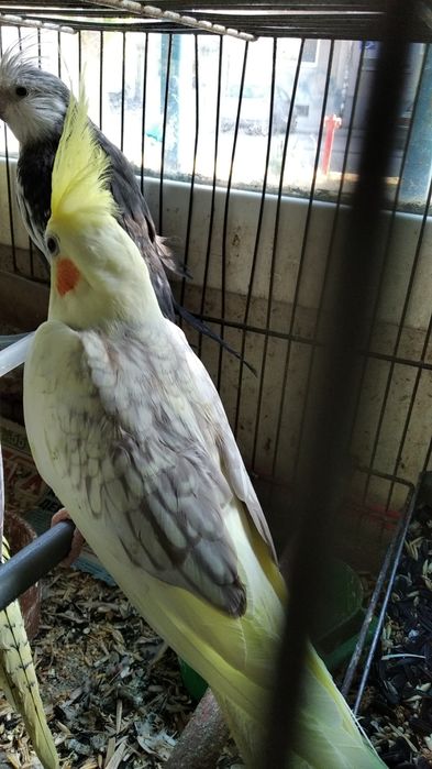 Корела папагал__