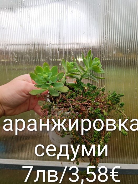 Аранжировки цветя за двора и стайни . Цени на снимките