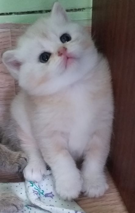 Котята Вислоушки  Скоттиш фолд