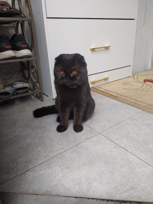 Vyazka/Вязка Toza Scottish Fold 1 yosh erkak