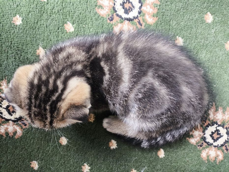 котята вислоухие