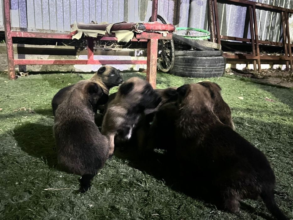 Бельгийская овчарка