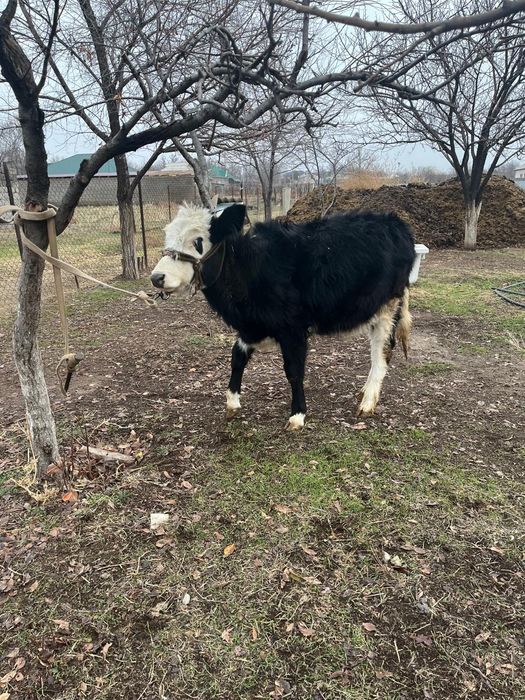 Бұзау сатылады 9 айлық