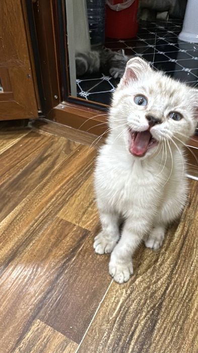 Котята вислоухие британцы продаются