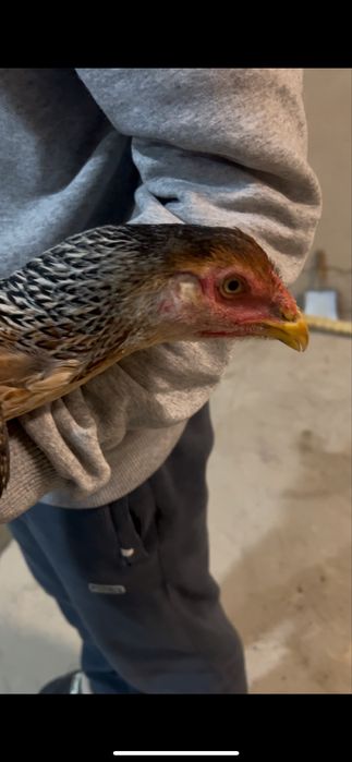 3 ta makion bor dakan zoti toza kares