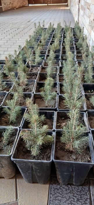 Голубой ель сотилади