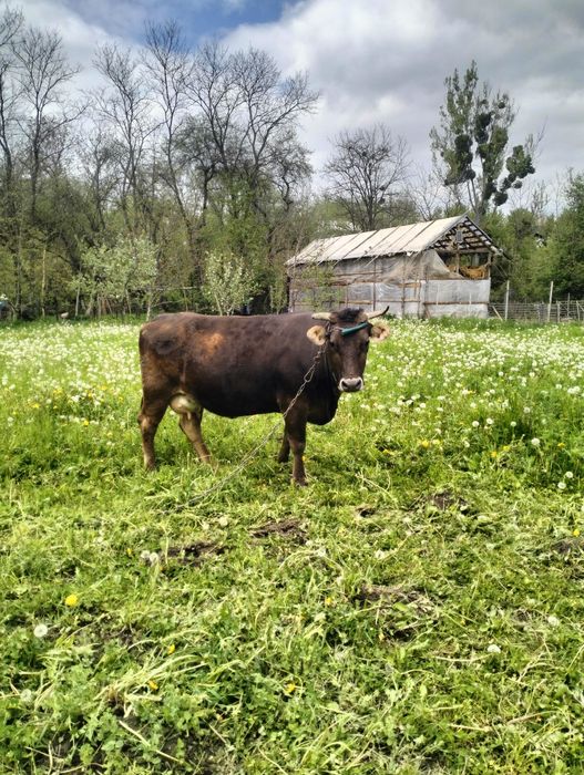 Văcuță brună cuminte