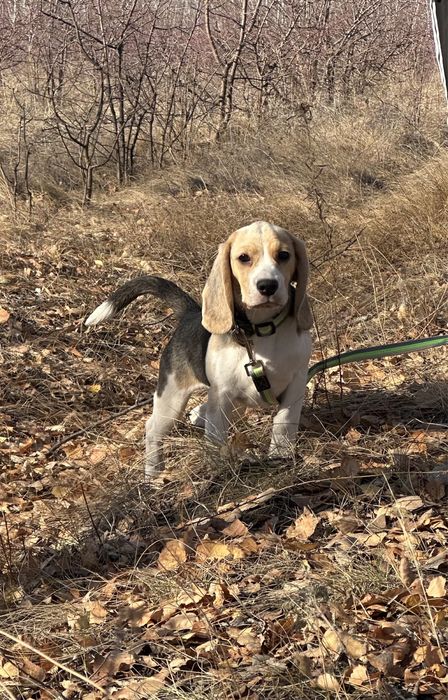 Щенок бигля, девочка.питомник, документы