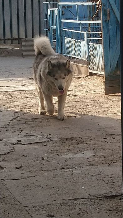 Аляскинский маламут