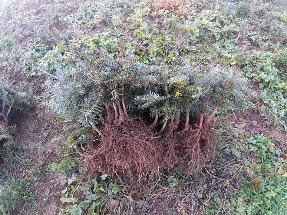 Oferta 1000 buc. Puieti brad Abies nordmanniana- 4 ani- discount 30%